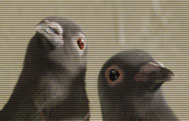 vmPigeonsCU.jpg